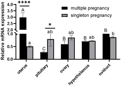 Effect of CTSS non-synonymous mutations on litter size in Qianbei Ma goats